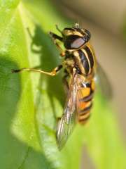 Helophilus pendulus